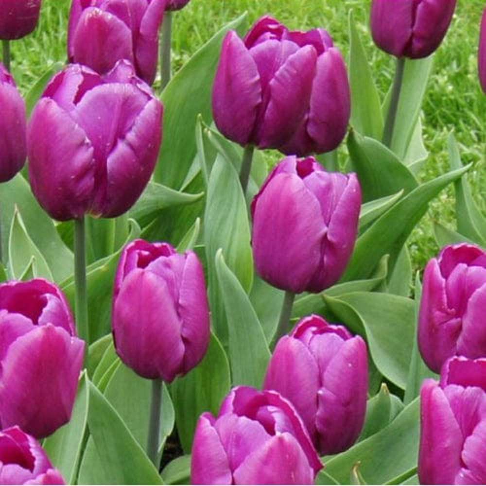Tulpan 'Purple Prince'